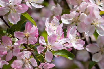 Close-up of a Japanese cherry blossom in full bloom in spring