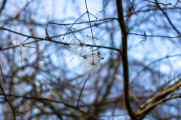 Clematis vitalba in the rays of the winter sun