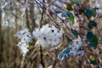 Clematis vitalba in the rays of the winter sun