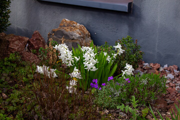 White hyacinth flowers growing on the ground in the garden. Spring flowering.
