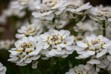 Close-up bunch of small white flowers in bloom. Iberis sempervirens blossom. Evergreen candytuft