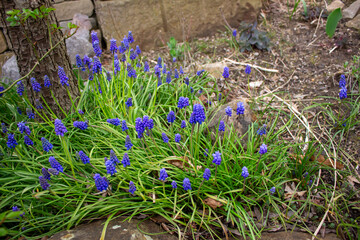 Close-up of a blue grape hyacinth flower with a blurry background