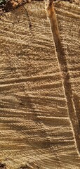 old wood texture