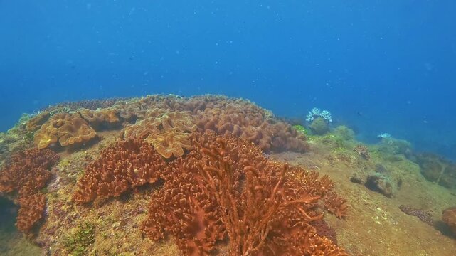 This underwater exploration reveals vibrant orange and pink soft corals growing on rocks