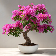 Pink Bougainvillea Bonsai Tree in White Pot pink flowers