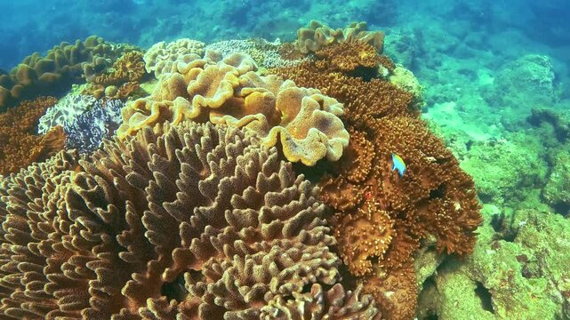 Underwater exploration reveals vibrant orange and pink soft corals growing on rocks