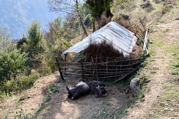 Two yaks rest peacefully next to a simple, rustic shelter surrounded by lush greenery along the...