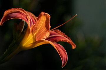 Close-up of a red daylily blooming outdoors against a dark background. The sun shines on the...