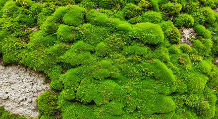 Close up view of vibrant green moss growing on a rough textured surface creating a natural pattern
