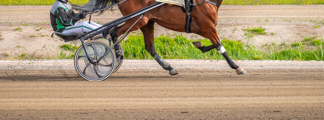 Equestrian sport. Horizontal photo banner. Copy space for your text. Horses compete in harness...