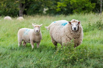 Group of farm sheep, countryside of Newbury, Berkshire of England, Summer daytime