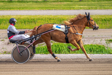Equestrian sport. Horizontal photo banner. Copy space for your text. Horses compete in harness...