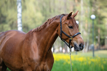 Obraz premium portrait of beautiful chestnut sportive mare against green grass field