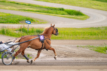 Equestrian sport. Horizontal photo banner. Copy space for your text. Horses compete in harness...