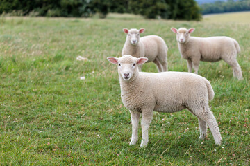 Group of farm sheep, countryside of Newbury, Berkshire of England, Summer daytime, uk