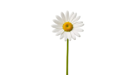 Minimal chamomile flower with stem &ndash; isolated on transparent background