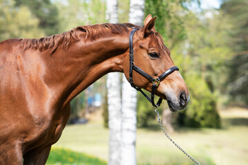 portrait of beautiful chestnut  sportive mare against green grass field