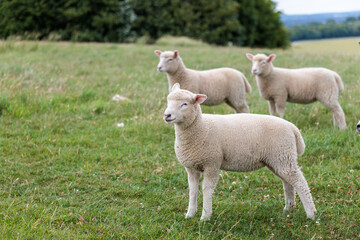 Group of farm sheep, countryside of Newbury, Berkshire of England, Summer daytime, uk