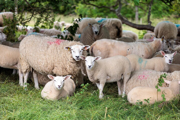 Group of farm sheep, countryside of Newbury, Berkshire of England, Summer daytime, uk