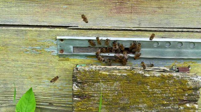 Cluster of bees swarming near hive entrance on old wood, great for content about teamwork in nature and pollinator importance in food systems.