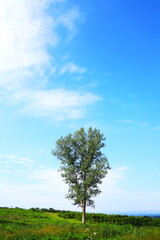 Fototapeta premium 初夏の高原に立つ1本の木