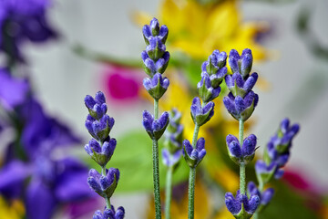 close-up of small lavender flowers in a garden during spring