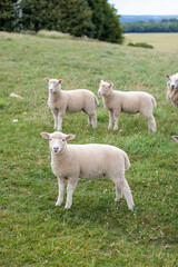 Obraz premium Group of farm sheep, countryside of Newbury, Berkshire of England, Summer daytime, uk