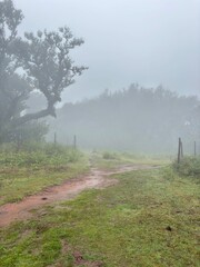 foggy morning in the forest