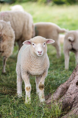 Group of farm sheep, countryside of Newbury, Berkshire of England, Summer daytime, uk
