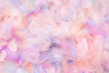 Colorful feather background, top view.