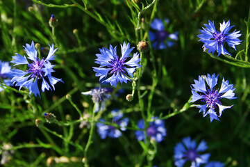 Blue cornflowers blooming in a summer meadow