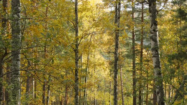 Forest in the Siberian taiga on an autumn windy day.