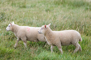 Fototapeta premium Group of farm sheep, countryside of Newbury, Berkshire of England, Summer daytime, uk