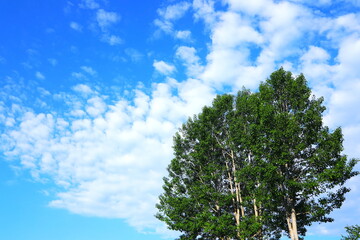青空と白い雲と深緑の木