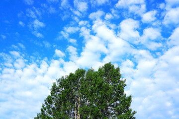 青空と白い雲と深緑の木