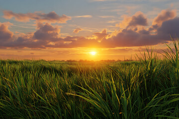 Fototapeta premium Vibrant Sunset over Lush Green Grass Field sunrise 2