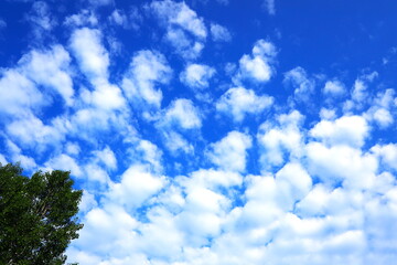 Obraz premium 青空と白い雲と深緑の木