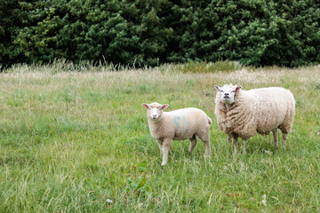 Group of farm sheep, countryside of Newbury, Berkshire of England, Summer daytime, uk