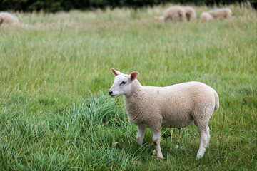 Group of farm sheep, countryside of Newbury, Berkshire of England, Summer daytime, uk