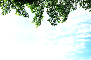 白い雲に映える桜の葉
