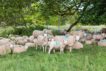 Group of farm sheep, countryside of Newbury, Berkshire of England, Summer daytime, uk