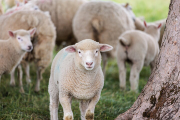 Group of farm sheep, countryside of Newbury, Berkshire of England, Summer daytime