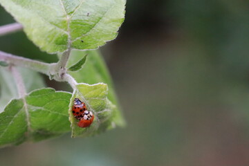Mating ladybugs
