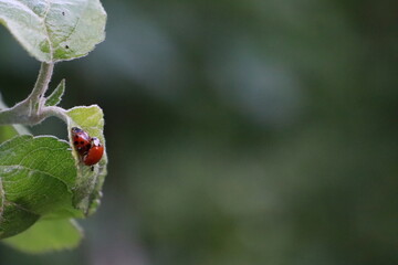 Obraz premium Mating ladybugs