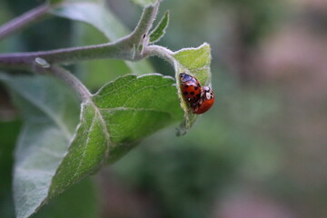 Mating ladybugs