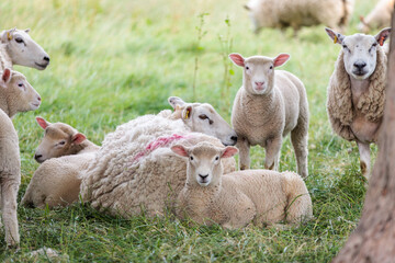 Group of farm sheep, countryside of Newbury, Berkshire of England, Summer daytime
