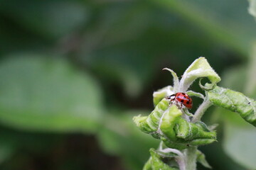 Mating ladybugs