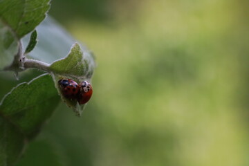 Mating ladybugs