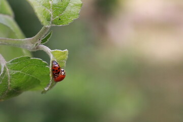 Obraz premium Mating ladybugs