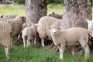 Group of farm sheep, countryside of Newbury, Berkshire of England, Summer daytime